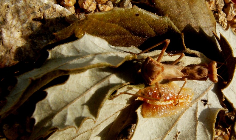 Ooteca di Ameles spallanzania